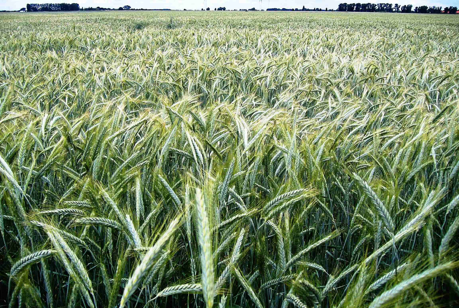 Gerstenfeld  Nahaufnahme 