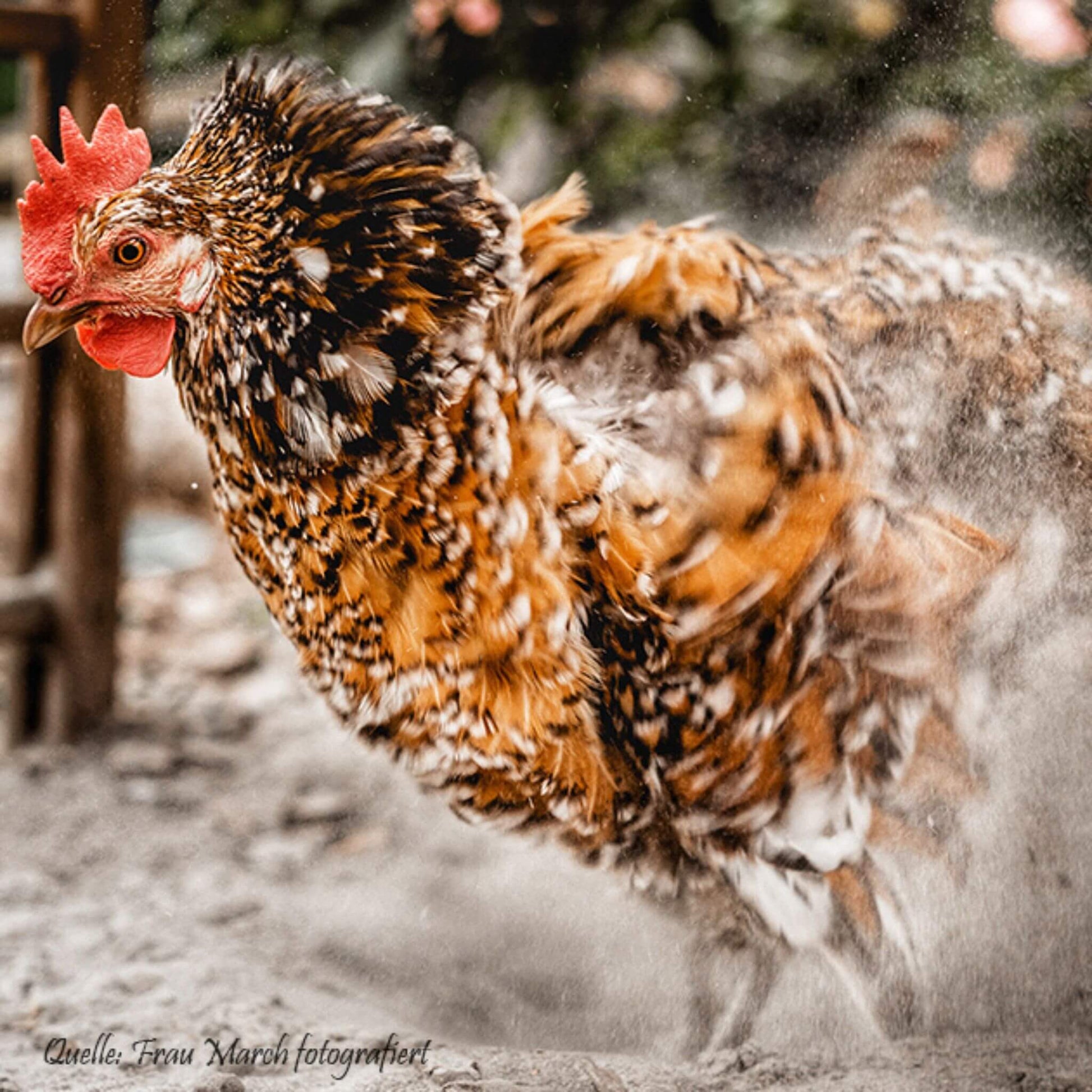 Cumbasil Mite, Baie uscată Cumbasil Mite pentru pui și alte păsări de Cumbasil Mite, Baie uscată Cumbasil Mite pentru pui și alte păsări de